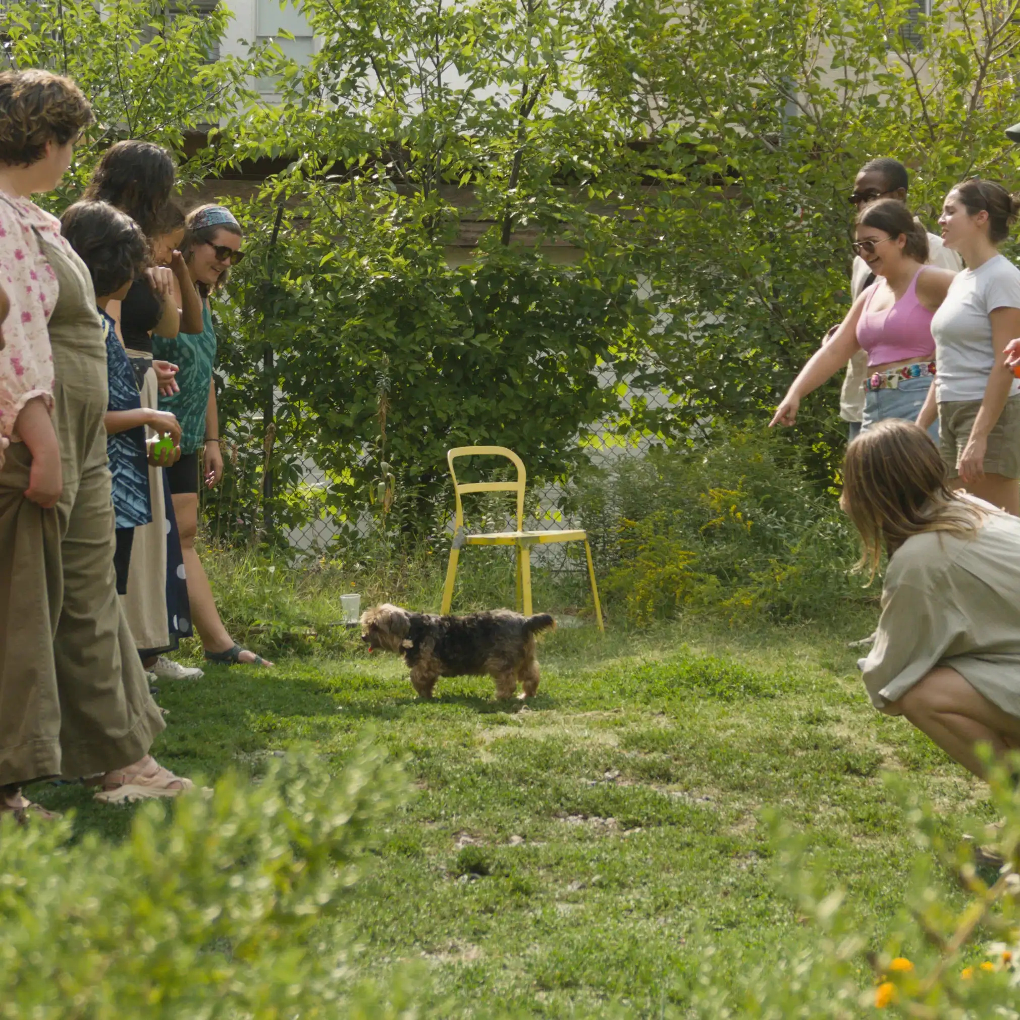 Two lines of people laughing as a small dog trots across the grass between them